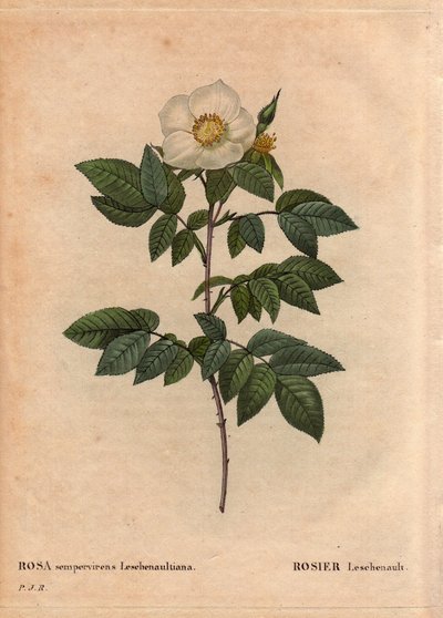 Botanische Tafel, Blume, Rosenvarietät: Die Leschenault-Rose (Rosa sempervirens Leschenaultiana). Entdeckt von Monsieur Leschenault in den Nilgiri (oder Nilagiri oder Nilgiris), auch Blaue Berge Indiens genannt. In der Region Tamil Nadu, vor 1824. In „Les  von Pierre Joseph Redouté