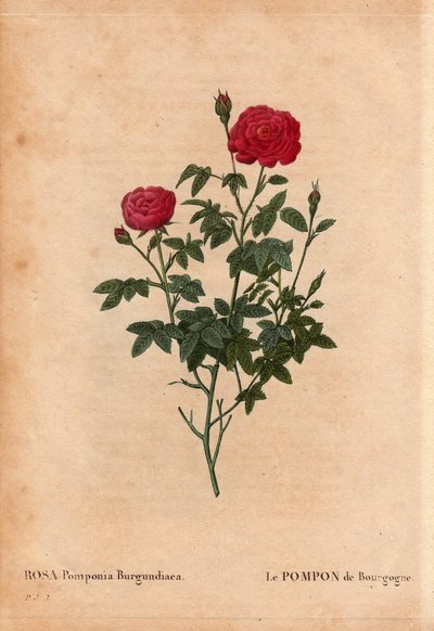 Botanische Tafel, Blume, Rosenvarietät: Der Pompon von Burgund (Rosa Pomponia Burgundiaca). Unbekannter Ursprung, existierende Varietät vor 1664. In „Les Roses“, Band 2 von Pierre Joseph Redouté (1759-1840) von Pierre Joseph Redouté