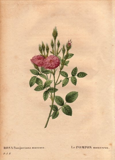 Botanische Tafel, Blume, Rosenvarietät: Die funkelnde Pompon-Rose. In 