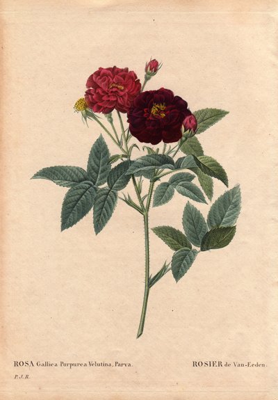 Botanische Tafel, Blume, Rosenvarietät: Van Eeden Rose (Rosa Gallica Purpurea Velutina Parva). Kultiviert in den Niederlanden von Van Eeden vor 1810. In „Les Roses“, Band 2 von Pierre Joseph Redouté (1759-1840) von Pierre Joseph Redouté