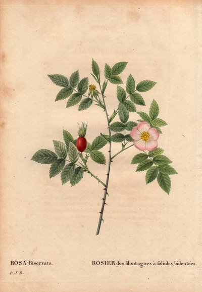 Botanische Tafel, Blume, Rosenvarietät: Bergrose mit bidentierten Blättchen (Rosa Biserrata). Gesammelt von Doktor Merat vor 1812 am Mont Valerien bei Paris, Frankreich. In „Les Roses“, Band 2 von Pierre Joseph Redouté (1759-1840) von Pierre Joseph Redouté