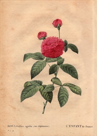 Botanische Tafel, Blume, Rosenvarietät: Das Kind von Frankreich (Rosa gallica agatha var. delphiniana). Kultiviert von Monsieur Du Pont, circa 1802, bekannt seit der Herrschaft von Ludwig XV. (1710-1774) und „Enfant de France“ genannt zu Ehren des Dauphin. von Pierre Joseph Redouté