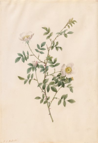 Heckenrose oder Hundsrose (Rosa Sepium Rosea) von Pierre Joseph Redouté