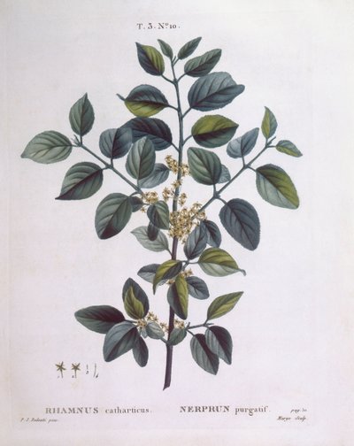 Faulbaum (Rhamnus catharticus), Henry Louis Duhamel du Monceau, botanische Tafel von Pierre Joseph Redouté von Pierre Joseph Redouté