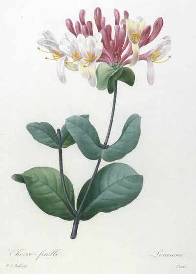 Chevre-feuille, aus Choix Des Plus Belle Fleurs et des Plus Beaux Fruits, 1827 von Pierre Joseph Redouté
