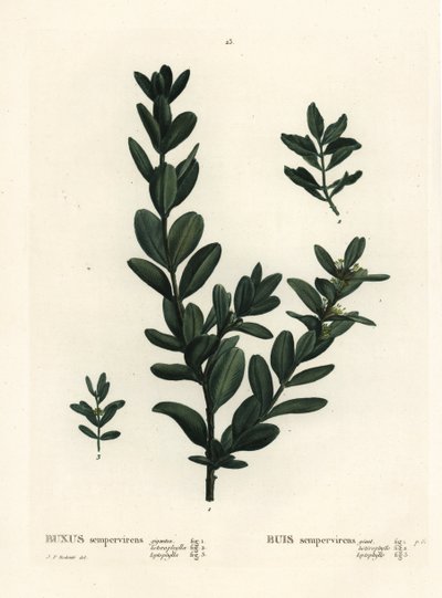 Gemeiner Buchsbaum, Europäischer Buchsbaum oder Buchsbaum, Buxus sempervirens. Handkolorierte Punktstichgravur nach einer Illustration von Pierre-Joseph Redouté aus Henri Louis Duhamel du Monceau