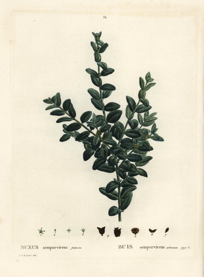 Gewöhnlicher Buchsbaum, Europäischer Buchsbaum oder Buchsbaum, Buxus sempervirens fruticosa. Handkolorierte Punktstichgravur nach einer Illustration von Pierre-Joseph Redouté aus Henri Louis Duhamel du Moncels „Traité des Arbres et Arbustes“, Paris von Pierre Joseph Redouté