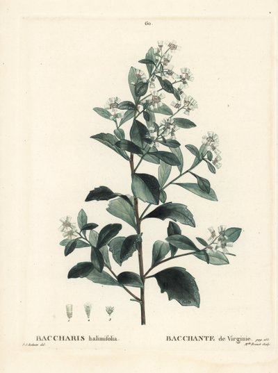 Östliche Baccharis, Baccharis halimifolia. Handkolorierter Stich von Miss Brenet nach einer Illustration von Pierre-Joseph Redouté aus Henri Louis Duhamel du Moncels „Traité des Arbres et Arbustes“, Paris von Pierre Joseph Redouté