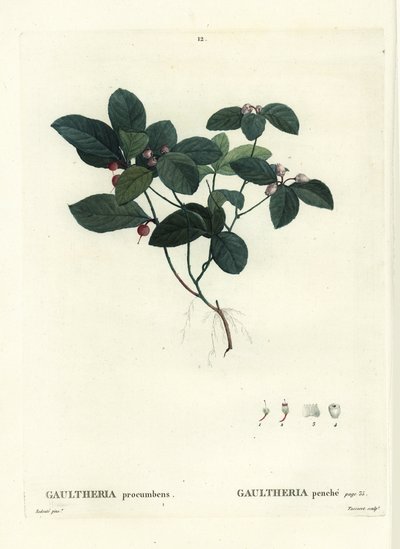 Östliche Teebeere, Scheinbeere oder Scharlachbeere, Gaultheria procumbens. Handkolorierter Stich von Tassaert nach einer Illustration von Pierre-Joseph Redouté aus Henri Louis Duhamel du Moncels „Traité des Arbres et Arbustes“, Paris von Pierre Joseph Redouté