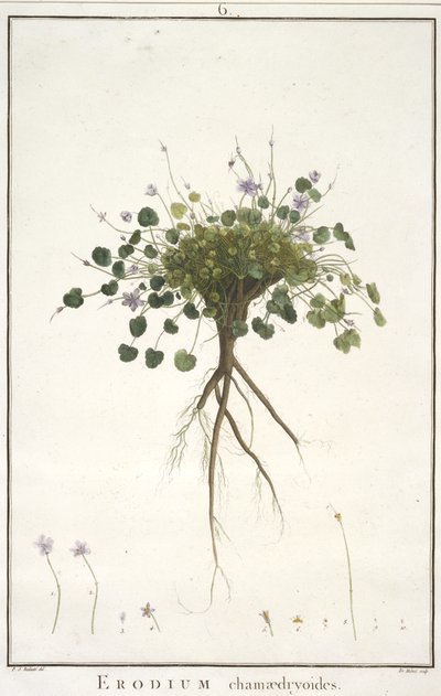 Erodium chamaedryoides, aus Geraniologia, seu Erodii, Pelargonii, Monsoniae et Grieli historia iconibus illustrata, 1787-88 von Pierre Joseph Redouté