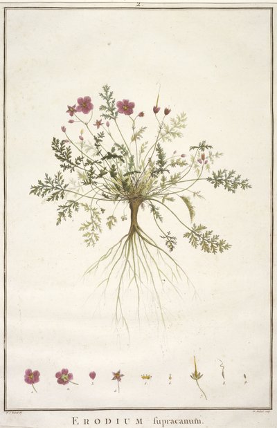 Erodium supracanum, aus Geraniologia, seu Erodii, Pelargonii, Monsoniae et Grieli historia iconibus illustrata, 1787-88 von Pierre Joseph Redouté