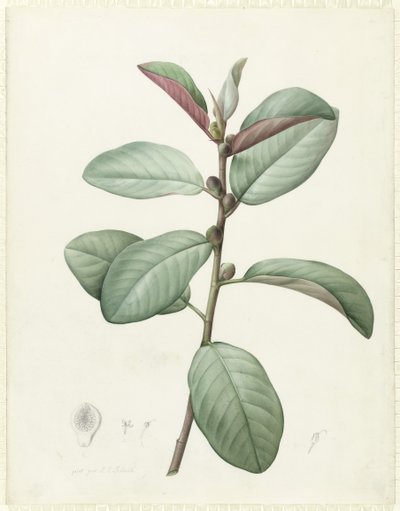 Ficus Rubiginosa von Pierre Joseph Redouté