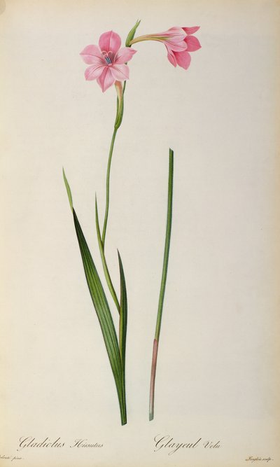 Gladiolus Hirsulus, aus 