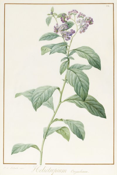 Heliotropium Corymbosurn, 1812 von Pierre Joseph Redouté