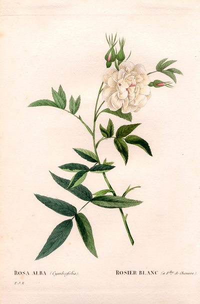 Hanfblättrige weiße Rose, Rosa alba var. cannabifolia, weiße Rose mit Hanfblättern. Handkolorierte Punktkupferstich aus Pierre Joseph Redouté