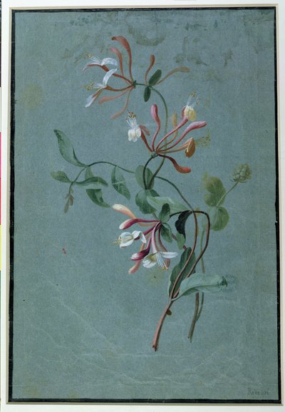 Geißblatt von Pierre Joseph Redouté