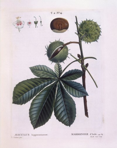 Rosskastanie (Aesculus hippocastanum), Henry Louis Duhamel du Monceau, botanische Tafel von Pierre Joseph Redouté von Pierre Joseph Redouté