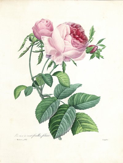 Hundertblättrige Rose, graviert von Langlois, aus 