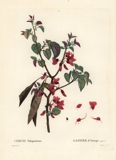 Judasbaum, Cercis siliquastrum. Handkolorierter Stich von Tassaert nach einer Illustration von Pierre-Joseph Redouté aus Henri Louis Duhamel du Moncels 