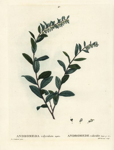 Lederblatt, Chamaedaphne calyculata. Handkolorierte Punktstichgravur von Miss Brenet nach einer Illustration von Pierre-Joseph Redouté aus Henri Louis Duhamel du Monceau