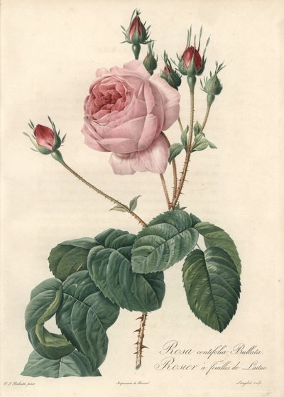 Kopfsalatrose - Radierung von Langlois, nach einer Illustration von Pierre Joseph Redoute von Pierre Joseph Redouté