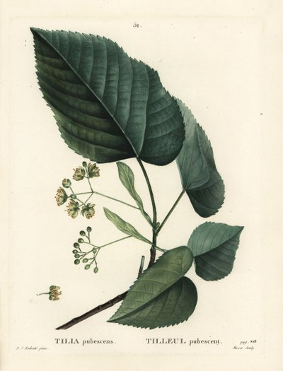 Lindenbaum, Tilia pubescens von Pierre Joseph Redouté