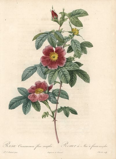 Mairose oder Zimtrose - Radierung von Charlin, nach einer Illustration von Pierre Joseph Redoute von Pierre Joseph Redouté