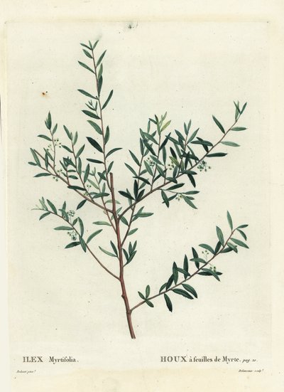 Myrten-Stechpalme oder Myrten-Dahoon, Ilex myrtifolia von Pierre Joseph Redouté