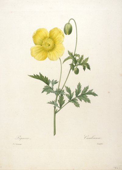 Papaver, aus Choix Des Plus Belle Fleurs et des Plus Beaux Fruits, 1827 von Pierre Joseph Redouté