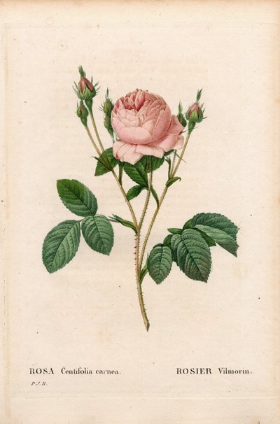 Rosa Vilmorin, Rosa centifolia Vilmorin von Pierre Joseph Redouté