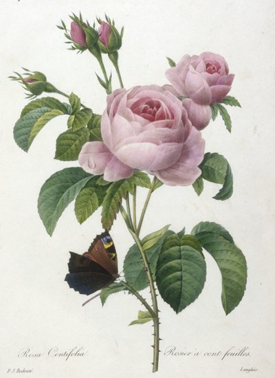 Rosa Centifolia, Rosier a cent feuilles, aus Choix Des Plus Belle Fleurs et des Plus Beaux Fruits, 1827 von Pierre Joseph Redouté