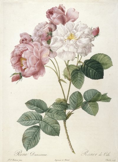 Rosa Damascena, Rosier de Cels, aus Les Roses, 1817-24 von Pierre Joseph Redouté