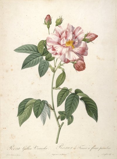 Rosa Gallica Versicolor, Rosier de France a fleurs panachees, aus Les Roses, 1817-24 von Pierre Joseph Redouté