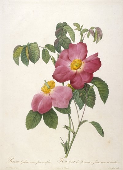 Rosa Gallica rosea flore simplici, Rosier de Provins a fleurs roses et simples, aus La Couronne Des Roses, 1817-24 von Pierre Joseph Redouté