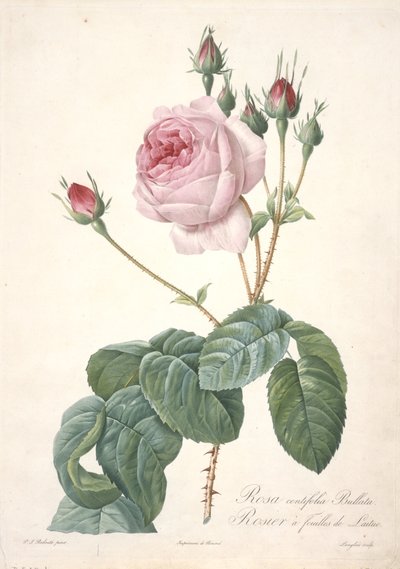 Rosa centifolia Bullata, Rosier a feuilles de Laitue, aus Les Roses, 1817-24 von Pierre Joseph Redouté