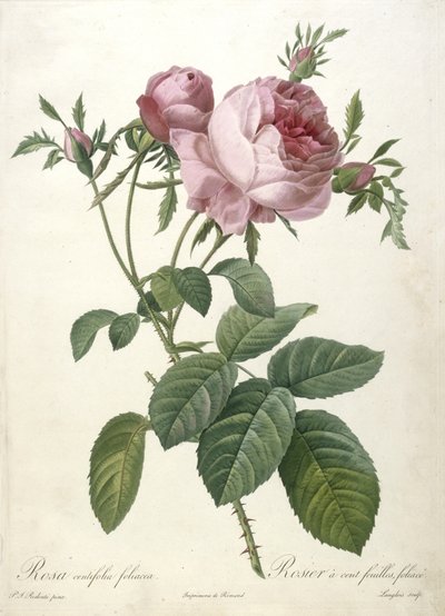 Rosa centifolia foliacea, Rosier a cent feuilles, foliace, aus Les Roses, 1817-24 von Pierre Joseph Redouté