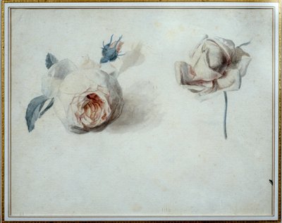Rosenstudie von Pierre Joseph Redouté