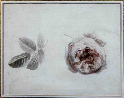 Rosenstudie von Pierre Joseph Redouté
