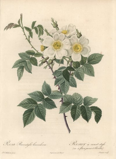 Rosier mit kurzen Stielen, Sorte mit gelben und weißen Blüten. Radierung von Langlois Charlin, nach einer Illustration von Pierre Joseph Redoute (1759-1840), aus Les Roses von Pierre Joseph Redouté