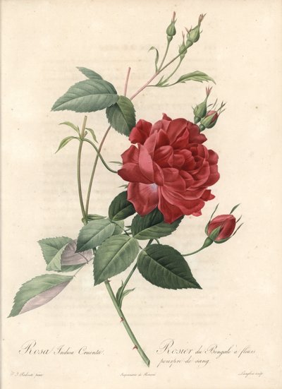 Rosier de Chine. Radierung von Langlois, nach einer Illustration von Pierre Joseph Redoute (1759-1840), aus Les Roses von Pierre Joseph Redouté