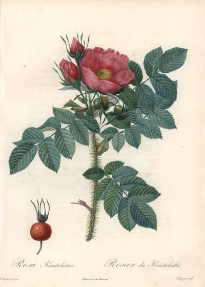 Raue Rose oder Kamtschatka-Rose - Radierung von Chapuy, nach einer Illustration von Pierre Joseph Redoute (1759-1840), aus Les Roses. von Pierre Joseph Redouté