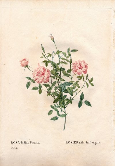 Rouletii Rose, Rosa chinensis var. minima Rouletii, Bengalische Zwergrose. Handkolorierter Kupferstich aus Pierre Joseph Redoutés „Les Roses“, Paris von Pierre Joseph Redouté