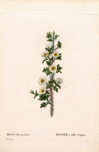 Tausendstachelige Rose, Rose myriacantha, Rose mit tausend Stacheln. Handkolorierter Kupferstich aus Pierre Joseph Redoutés „Les Roses“, Paris von Pierre Joseph Redouté