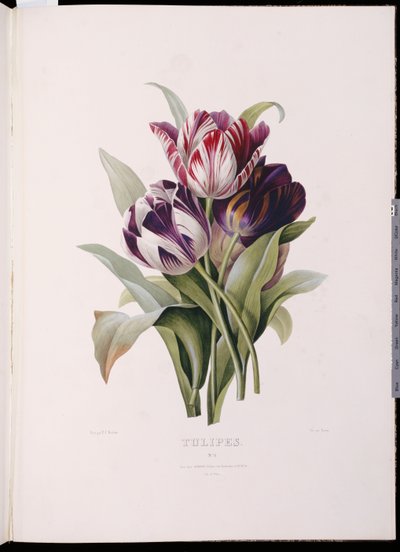 Tulpen, aus "Eine feine Serie von Blumensträußen" von Pierre Joseph Redouté