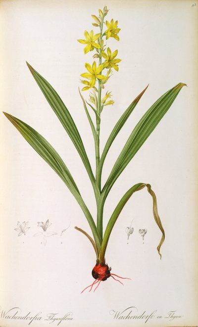 Wachendorfia Thyrsiflora, aus 