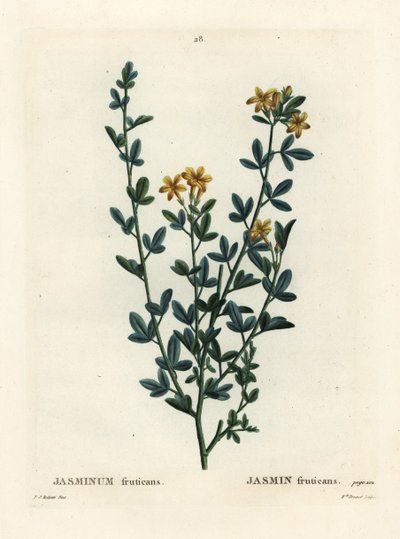 Wilder oder gelber Jasmin, Jasminum fruticans. Handkolorierter Stich von Miss Brenet nach einer Illustration von Pierre-Joseph Redouté aus Henri Louis Duhamel du Monceau