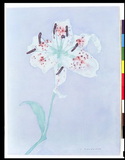 Lilie, nach 1921 von Piet Mondrian