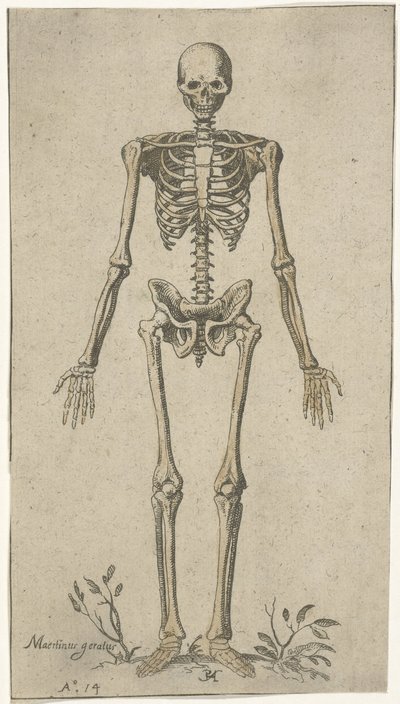 Männliches Skelett, von vorne gesehen von Pieter Feddes van Harlingen