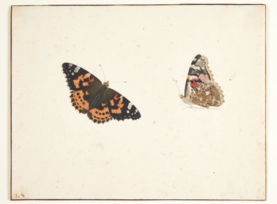 Zwei Studien einer Distelfalter (Vanessa cardui L.) von Pieter Holsteijn