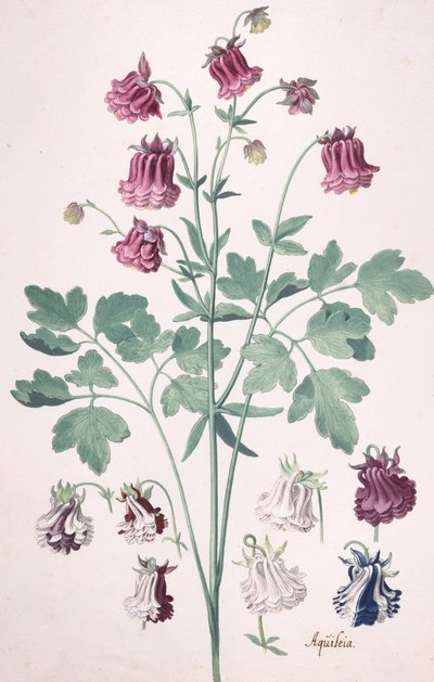 Eine Akelei oder Omas Haube..., mit zusätzlichen Blumenstudien, Mitte 17. bis Ende 17. Jahrhundert von Pieter Holsteyn the Younger